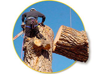 Обрезка и удаление деревьев - логотип