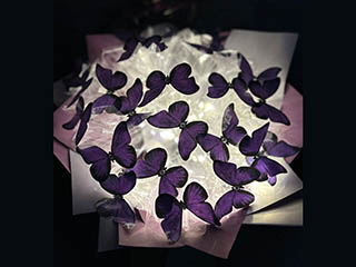 Светящиеся букеты "Butterflies" - логотип