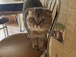Вязка кота