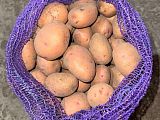 Картофель 