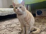 Пропал кот