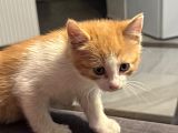 Отдадим котят