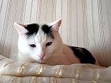 Пропал кот