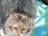 Пропала кошка 