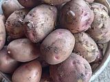 Картофель молодой
