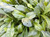 Саженцы садовой ромашки 