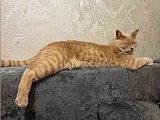 Пропал кот