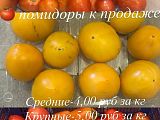 Помидоры