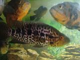 Аквариумная рыба