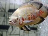 Астронотусы