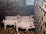 Поросята