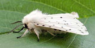 Всеядные гусеницы атаковали Гомельскую область