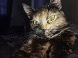 Пропала кошка