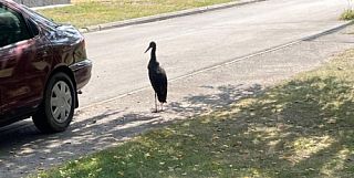 В Жлобине заметили редкую птицу из Красной книги