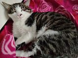 Пропал котик