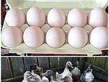 Яйца инкубационные утки 