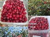 Вишня сортовая
