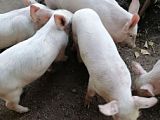 Поросята