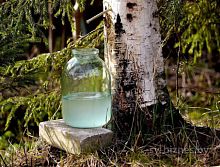 Стартовал сезон сбора березового сока