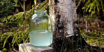 Стартовал сезон сбора березового сока