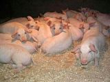 Поросята мясные