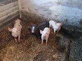 Поросята