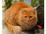 Потерялась рыжая кошечка