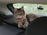 Пропал кот