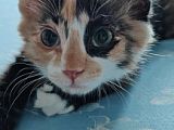 Пропала кошка
