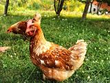 Куры несушки