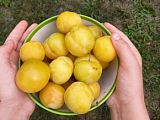 Сливы