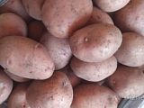 Семенной картофель