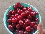 Вишня